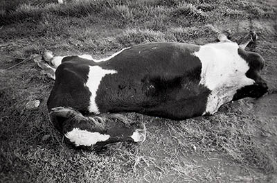 Dead cow, Modesto, California c.1996-99