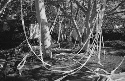 Toilet paper trees, Santa Barbara, California c.2000-05