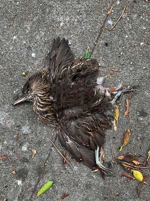 Dead Black-crowned Night-Heron chick