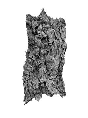 A photograph of the bark from the Platanus tree