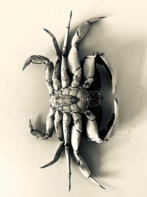 Dungeness crab - Metacarcinus magister