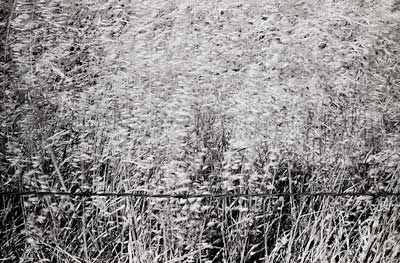 Mt. Diablo, California c.1996-99