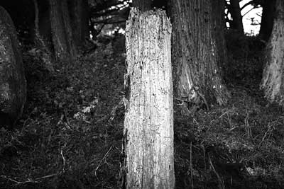 Point Lobos, California c.2000-05