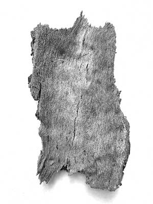 A photograph of the bark from the Platanus tree