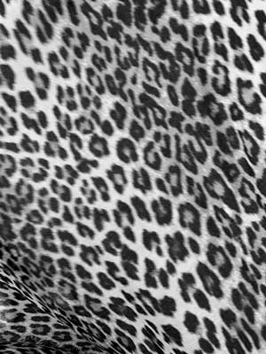 Animal Sacrifices Photographic Series