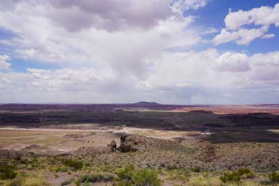 Photograph of the Coniferous Forest