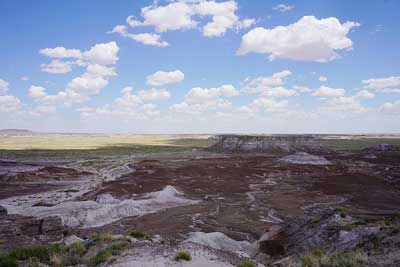 Photograph of the Coniferous Forest