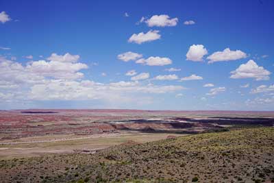 Photograph of the Coniferous Forest